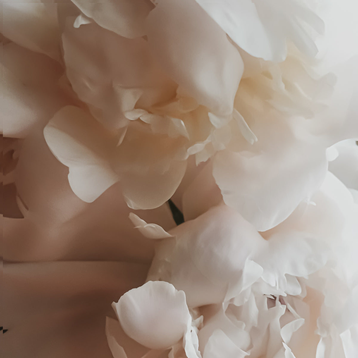 närbild på vita blommor